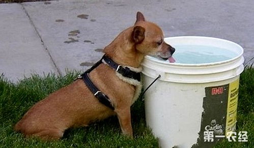 寵物飼養的誤區(貍花貓飼養的誤區)