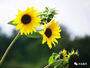 做一株向陽(yáng)而生的花作文開(kāi)頭