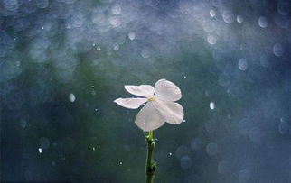 適合作文開(kāi)頭的景物描寫(xiě)