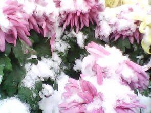 今冬的第一場(chǎng)雪作文500字,今冬的第一場(chǎng)雪作文400字,今冬的第一場(chǎng)雪作文結尾