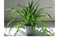 寫(xiě)關(guān)于吊蘭開(kāi)頭的作文