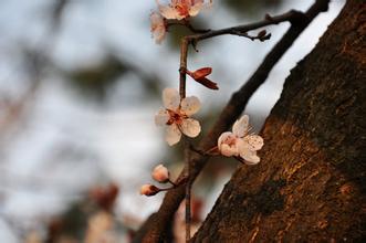 秋風(fēng)起了的作文開(kāi)頭