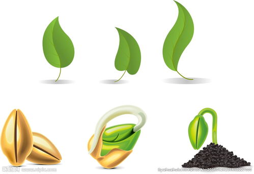 種子發(fā)芽(種子發(fā)芽)