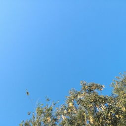 作文開(kāi)頭早上天氣晴朗萬(wàn)里無(wú)云