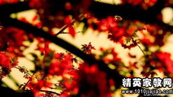 唯美的作文開(kāi)頭寫(xiě)景的句子摘抄大全