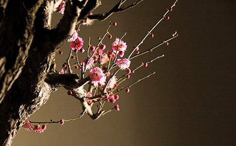 梅花托物言作文開(kāi)頭