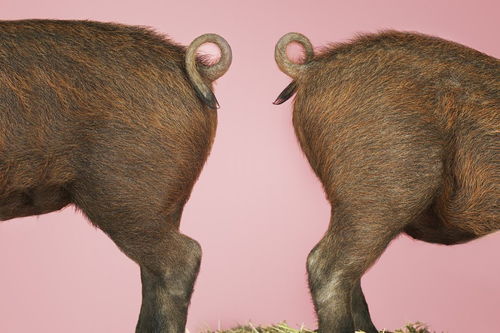 保護野生動(dòng)物作文開(kāi)頭,保護野生動(dòng)物作文開(kāi)頭結尾,保護野生動(dòng)物作文