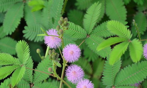 含羞草開(kāi)頭作文