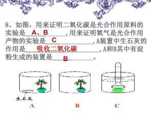 教案          植物的呼吸作用(綠色植物的呼吸作用的教案)