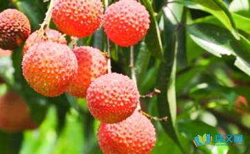 家鄉荔枝的作文開(kāi)頭