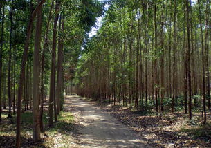 林地(林地開(kāi)發(fā)合作)