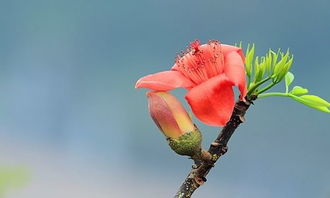 木棉樹(shù)作文300字三年級,寫(xiě)木棉樹(shù)的作文300字,木棉樹(shù)作文300字春夏秋冬