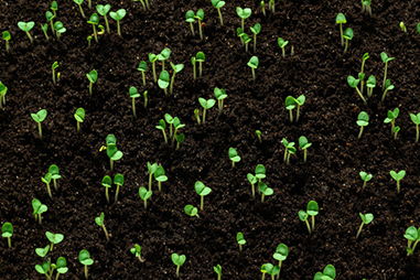 描寫(xiě)生命力頑強的植物作文開(kāi)頭