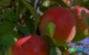 秋天的果園作文開(kāi)頭400字作文大全