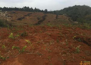 設施農用地復墾保證書(shū)范文(設施農用地復墾保證書(shū))