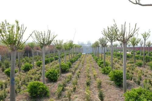 春季造林綠化工作總結(春季造林綠化工作匯報)