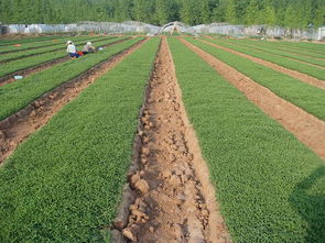 安徽明光甜葉菊種植考察報告(甜葉菊的功效與作用)