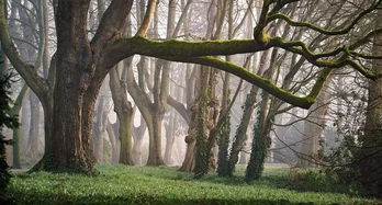 人工移植樹(shù)木的日記(觀(guān)察樹(shù)木的日記)