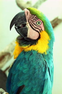 我的動(dòng)物朋友鸚鵡作文好開(kāi)頭