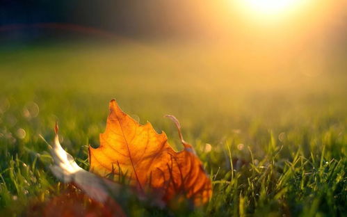 描寫(xiě)秋天楓葉的作文開(kāi)頭