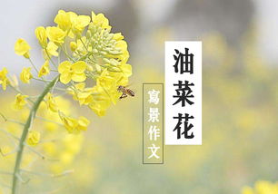 油菜花開(kāi)頭的作文怎么開(kāi)頭