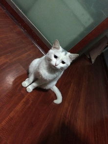 收養小貓(收養小貓)