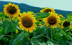 最美的風(fēng)景作文開(kāi)頭太陽(yáng)花