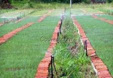 以色列滴灌(滴灌)