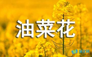 三級油菜花作文開(kāi)頭
