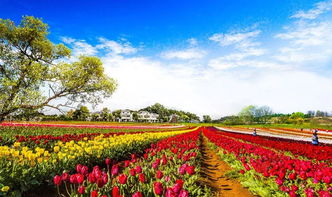 木蘭花鄉作文開(kāi)頭