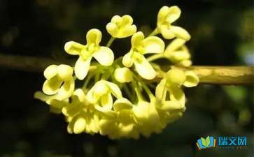 寫(xiě)桂花的作文開(kāi)頭用排比句