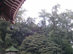 圭峰山綠護屏作文開(kāi)頭