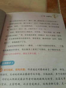 我的同桌作文外貌開(kāi)頭