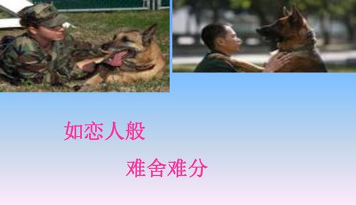 《軍犬黑子》教案(軍犬黑子教案)