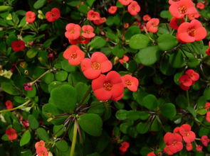 關(guān)于虎刺梅作文的開(kāi)頭散文