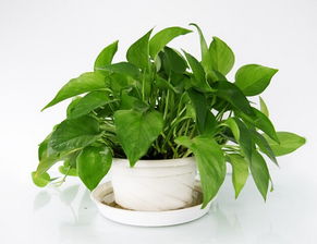 頑強綠蘿作文開(kāi)頭