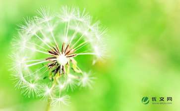 我是一株蒲公英作文好開(kāi)頭