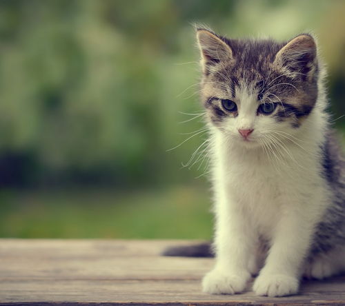 關(guān)于貓的(關(guān)于貓的)