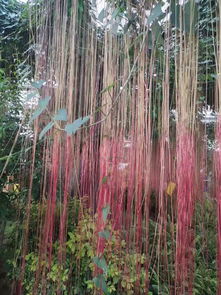 農業(yè)嘉華作文開(kāi)頭