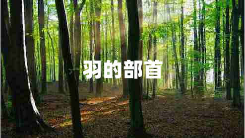 羽的部首 羽的部首