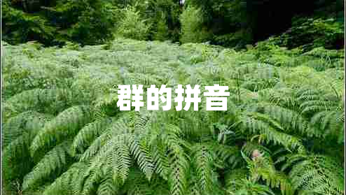 群的拼音 群的拼音