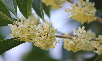 關(guān)于校園的作文300字,校園里的桂花作文300字左右,描寫(xiě)校園桂花的作文300字