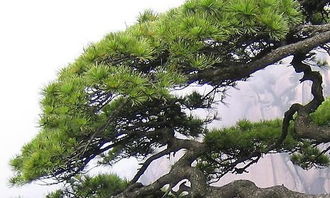 作文校園松樹(shù)300字,校園里的松樹(shù)作文三年級300字,校園里的松樹(shù)作文