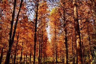 校園旁的小樹(shù)林作文