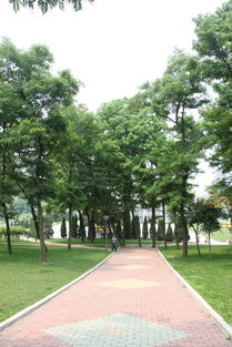 優(yōu)雅的校園環(huán)境作文