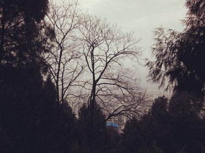 校園深秋的雨作文