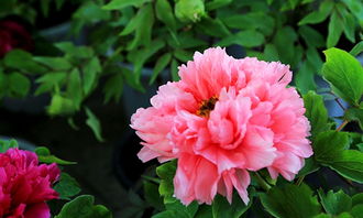 牡丹花,作文,描寫(xiě),校園