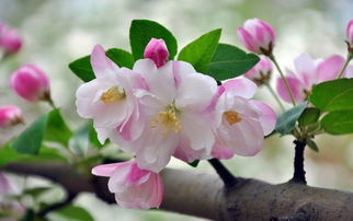 描寫(xiě)校園海棠花四季的作文