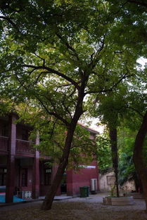 校園大槐樹(shù)作文