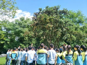 校園里的楊梅樹(shù)作文